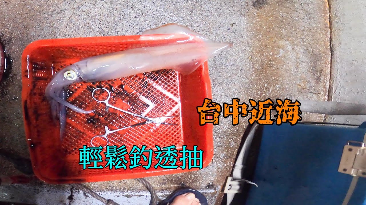 中部透抽釣法釣組介紹, 免船員證輕鬆出船有透抽又有魚可以釣,還不快來試試 #南投小江 #釣魚 #Fishing #Mancing #釣り