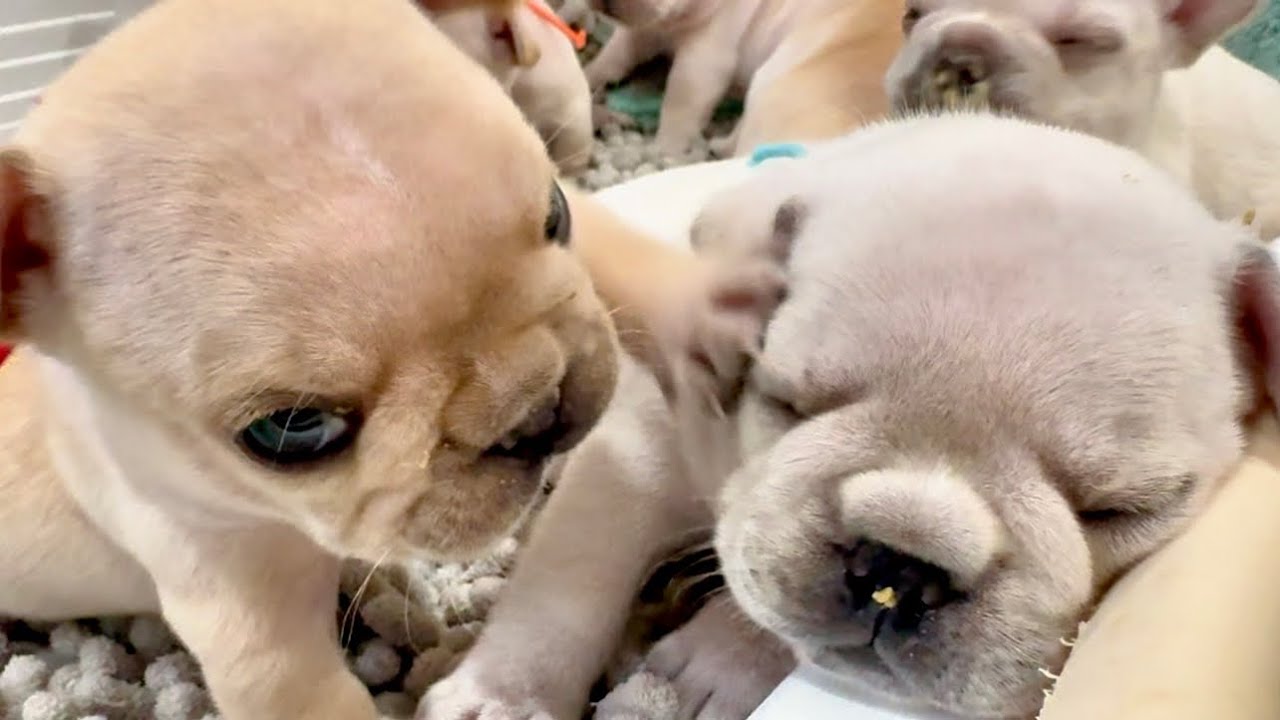 11匹の赤ちゃんのガッツリ離乳食が始まりました！【生後30日目】