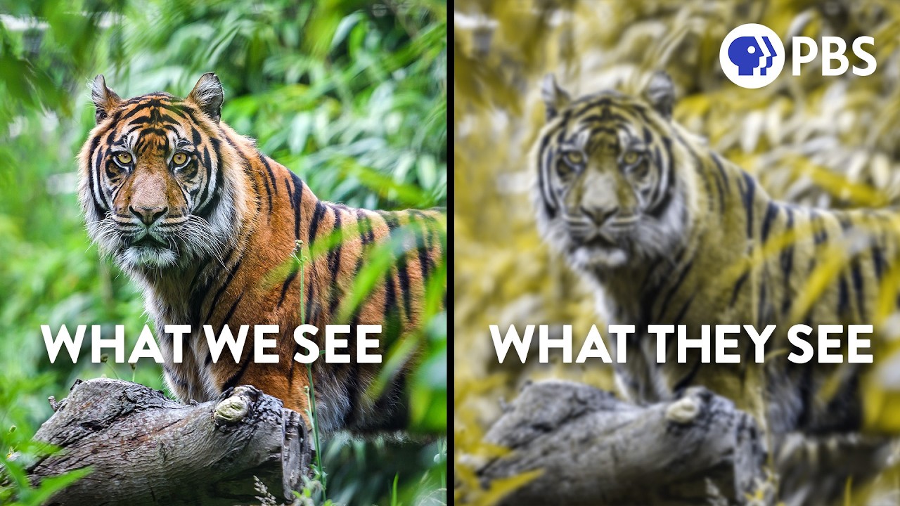 Camouflage Isn't What It Appears To Be