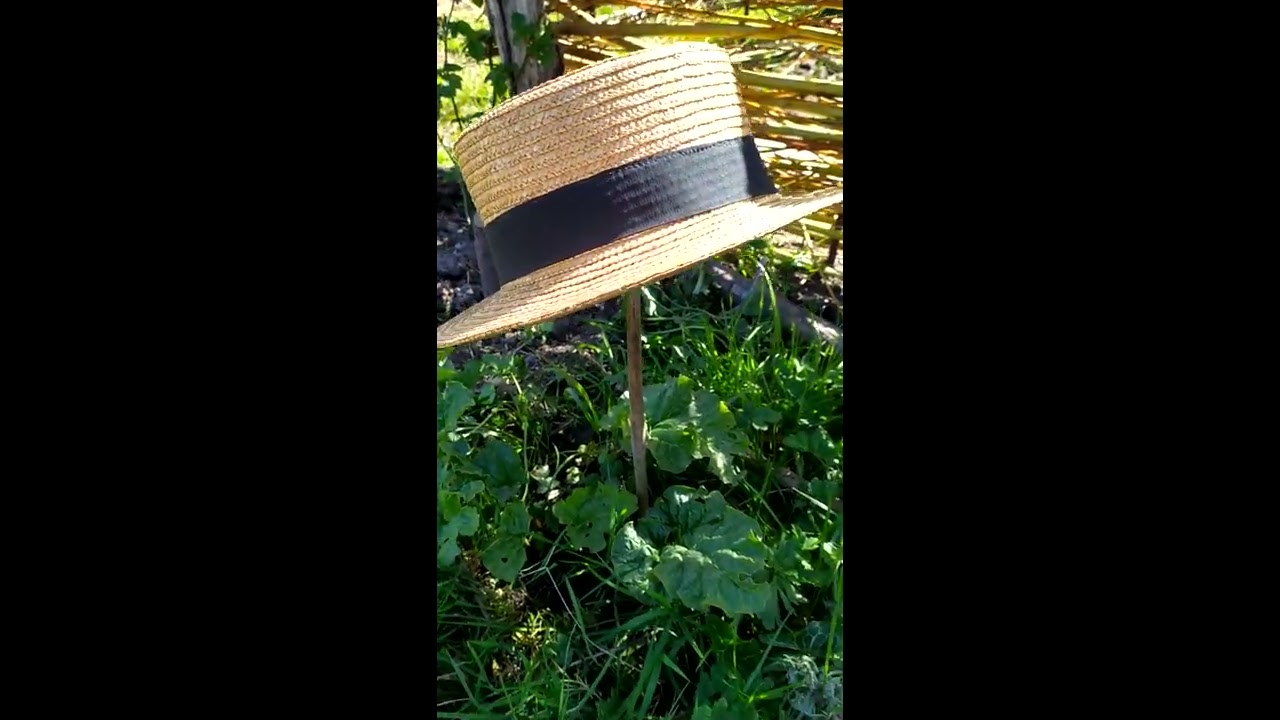 Une astuce pour des tiges de rhubarbe plus longues