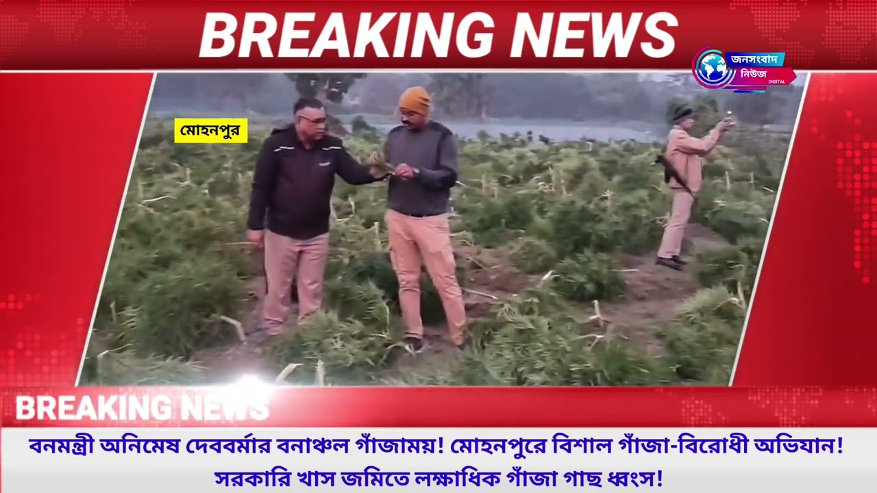 বনমন্ত্রী অনিমেষ দেববর্মার বনাঞ্চল গাঁজাময়! মোহনপুরে বিশাল গাঁজা-বিরোধী অভিযান।