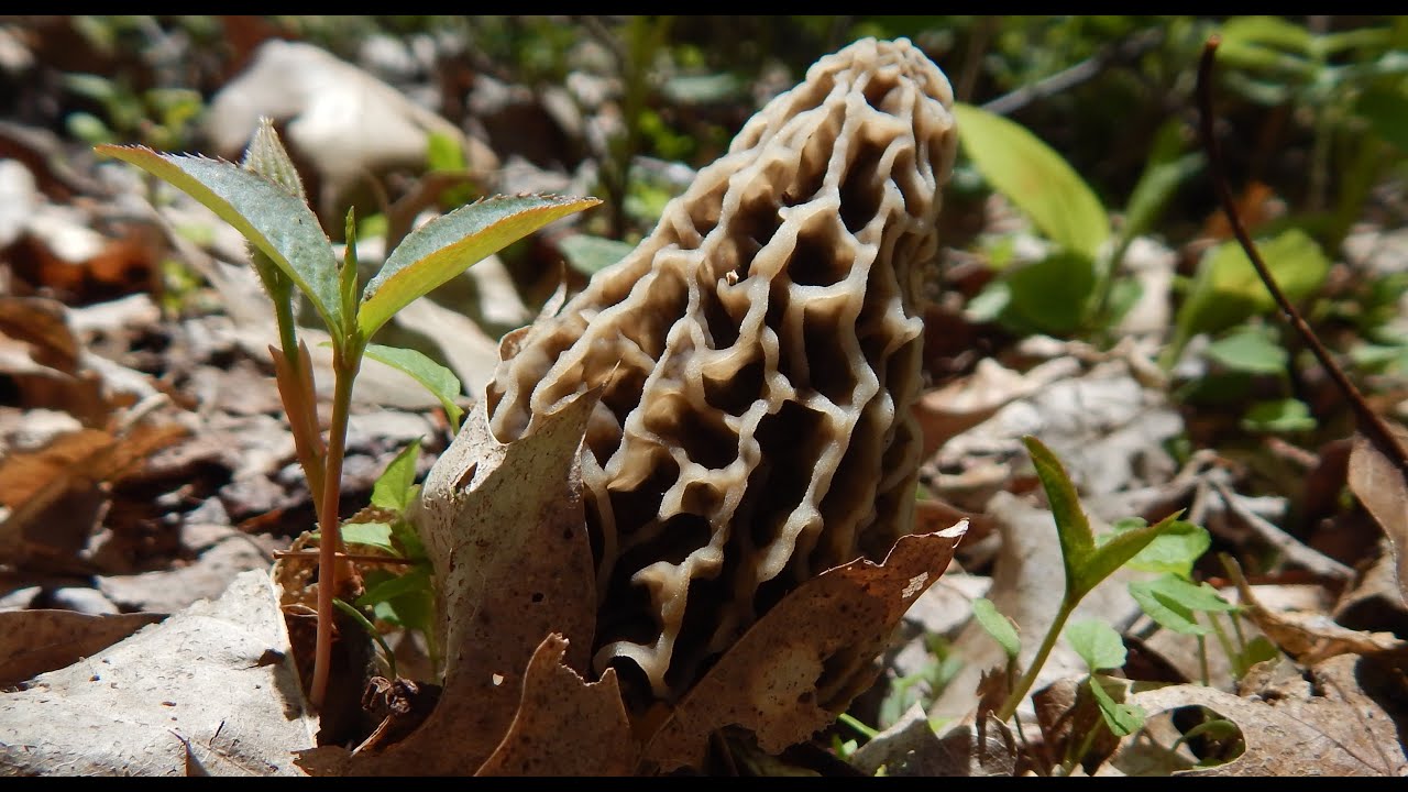 Morel Mushroom Picking 2025 in Hardwoods