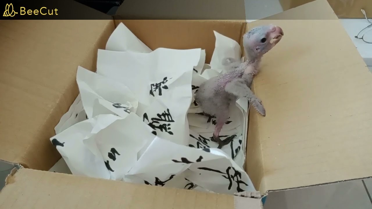 賈丁鸚鵡：〈第1集〉成長週記〈上〉Jardine's Parrot：〈episode 1〉Growth Weekly (Part 1)