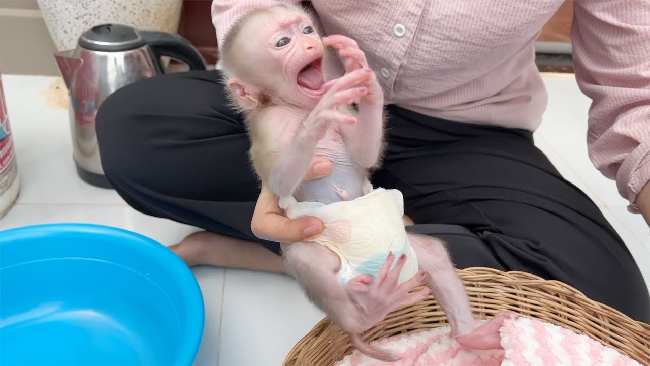 Baby Monkey Super Temper When Mom Take Off His Outfit For Clean Diaper