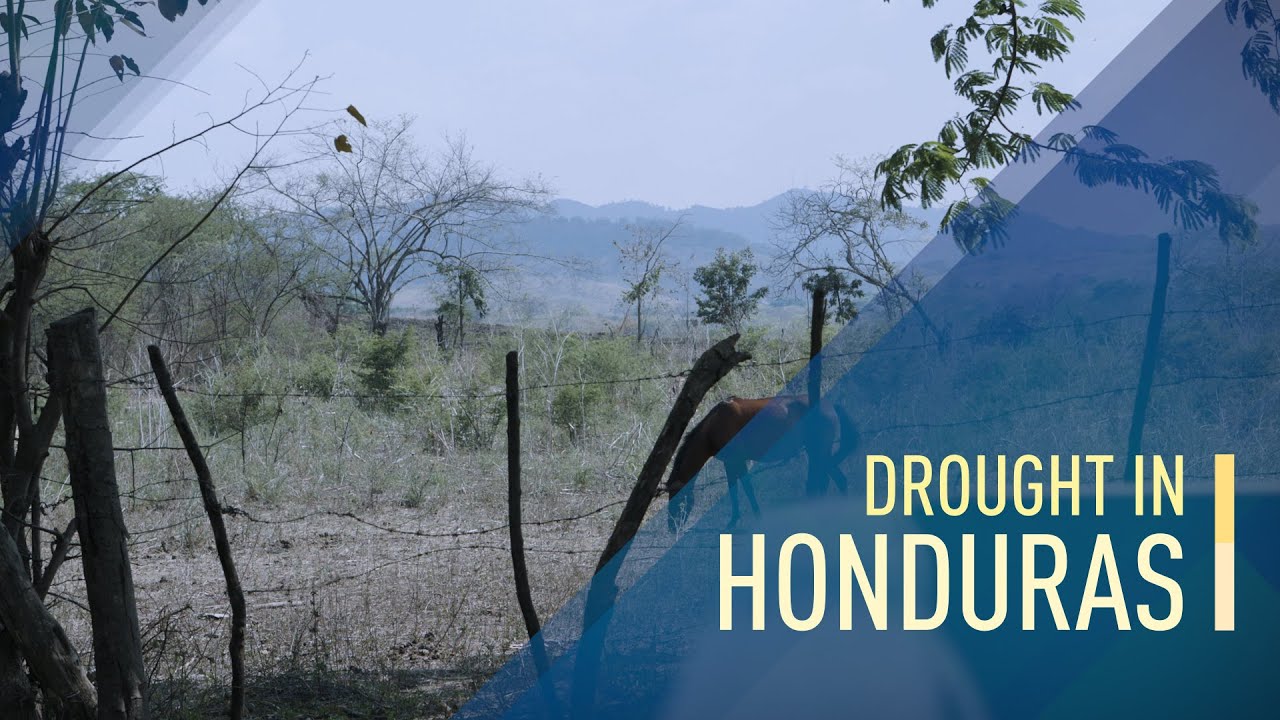 Erratic rainfall in Honduras