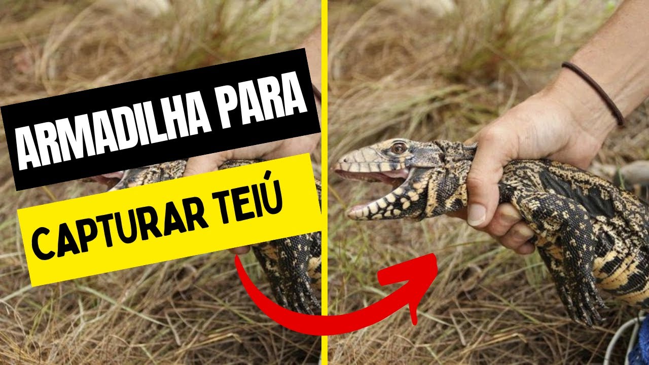 Como capturar lagarto ( Teiú)  armadilha simples e fácil de fazer #capturadelagarto #teiú