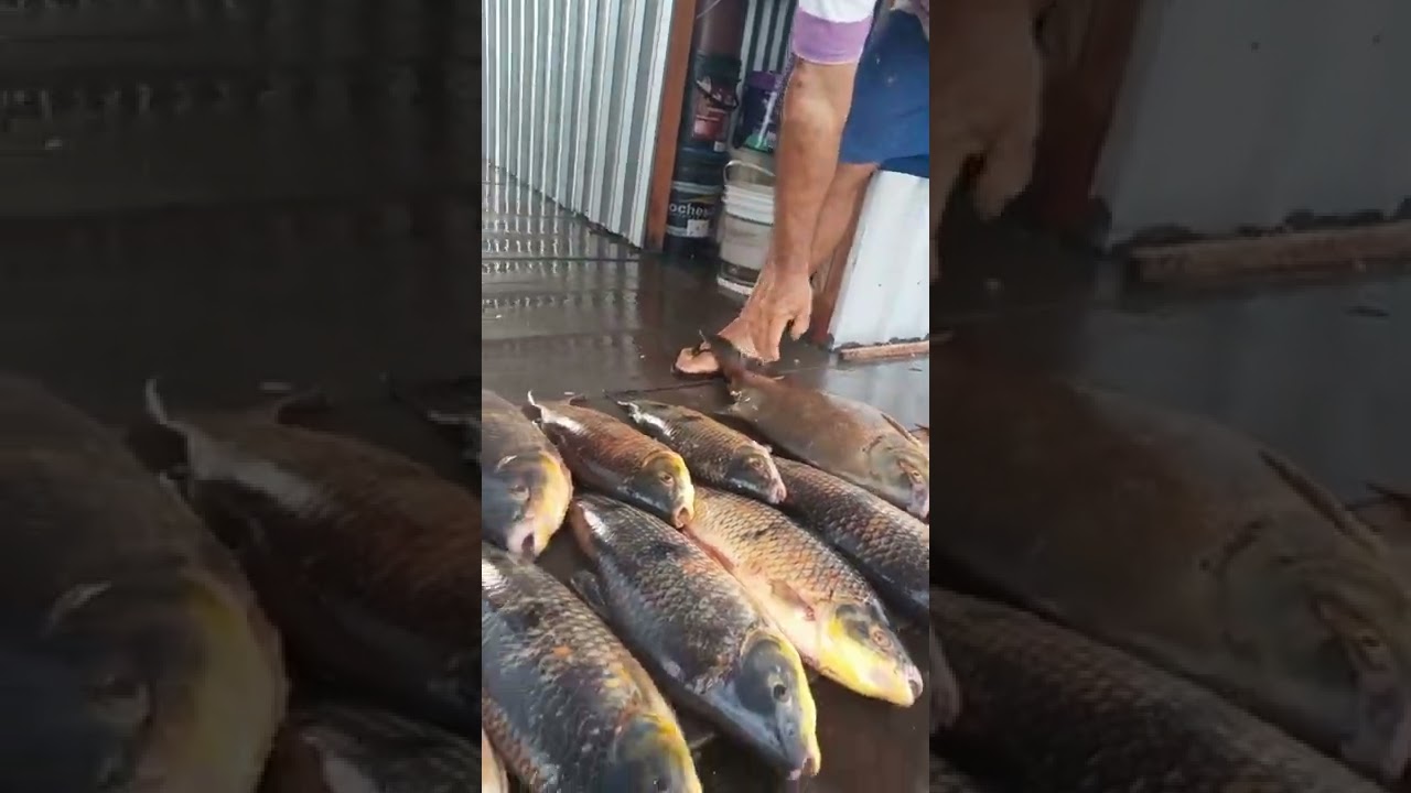 mata dos macacos