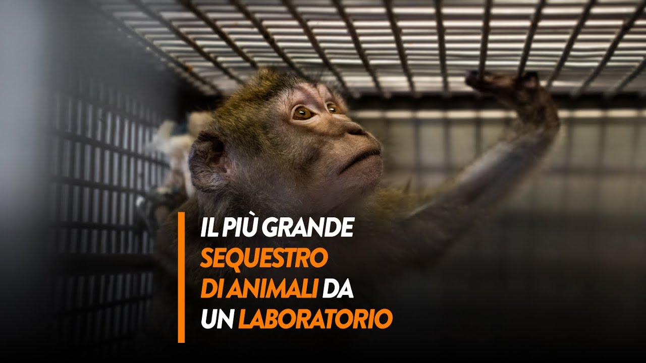 Il più grande sequestro di animali da un laboratorio!