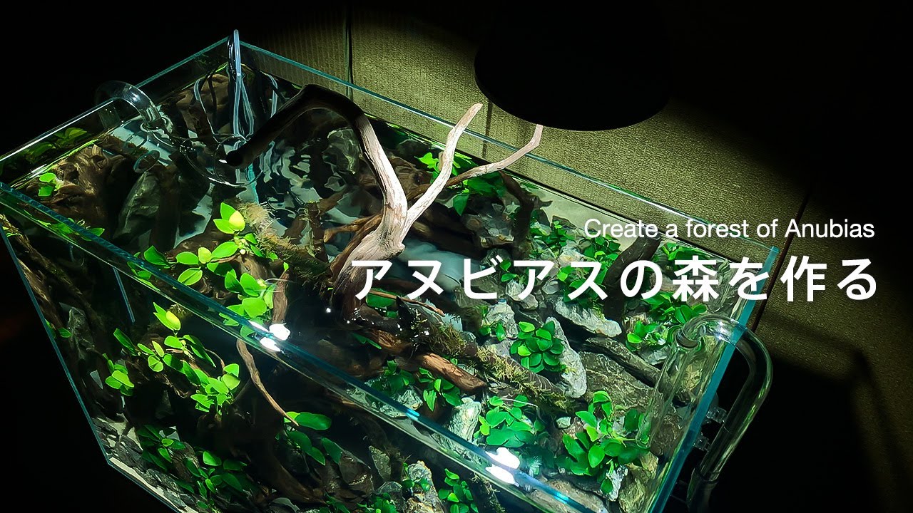アヌビアス定番3種で水槽の立ち上げ！【アクアリウム】