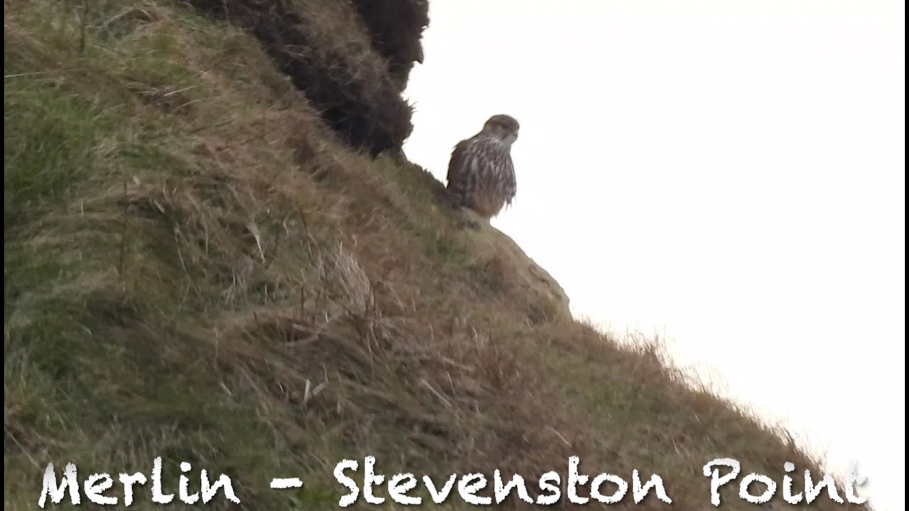 Ayrshire - January 2026 (Merlin, Red Throated Divers and more)