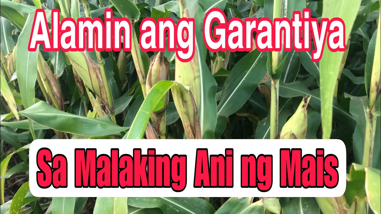 Dapat Mabago ang Iyong Paniniwala at Umunlad ang Kaalaman sa Pagtatanim ng Mais