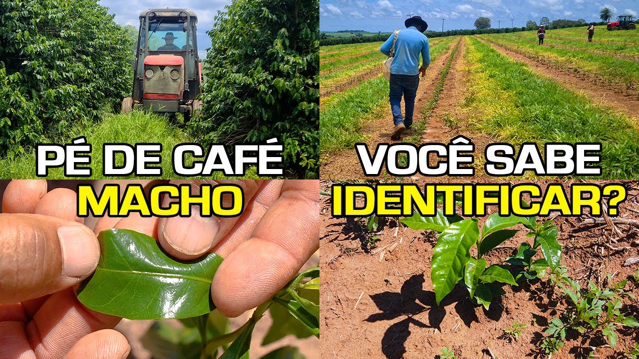 Café Macho não Produz NADA! | Com Excesso de Chuvas o Mato Escapou | No Pé do Café
