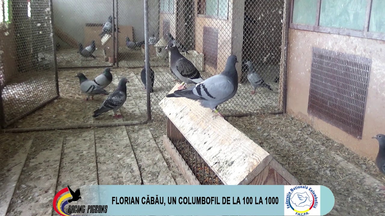 Florian Căbău, un columbofil de la 100 la 1000