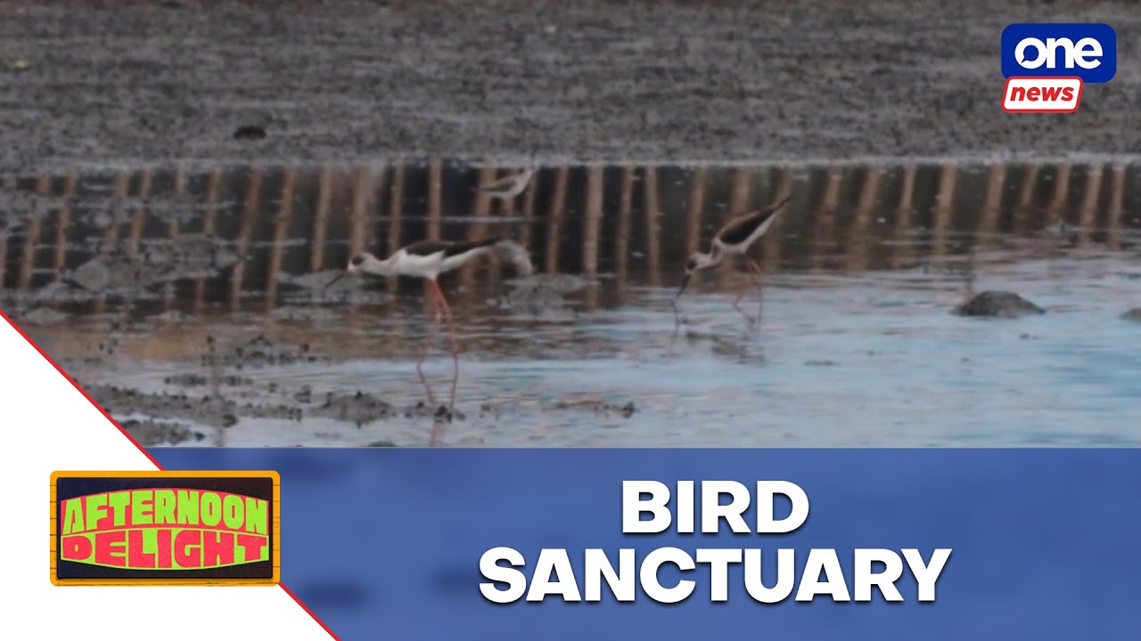 Bird Biodiversity Project in Bulacan