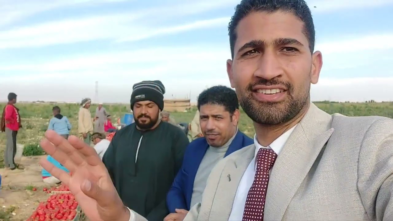 روحنا الأقصر وشفنا مشروع زراعي أسطورة في صحراء إسنا.. إنتاج فدان الطماطم بتوصل 60 طن ❤️🍅