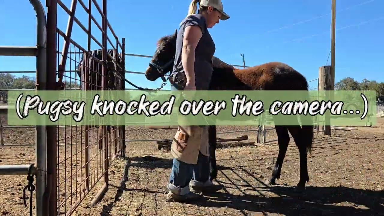 Susie's first hoof trim