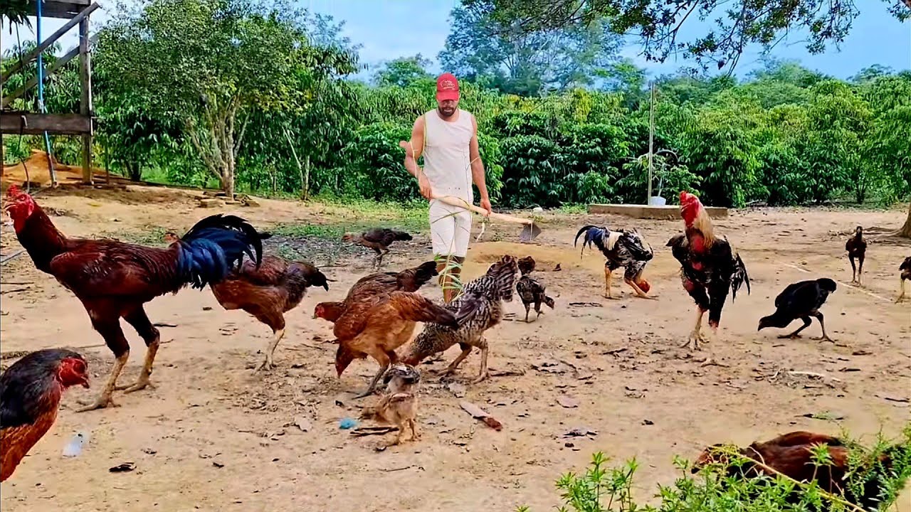  CRIAÇÃO DE GALINHAS CAIPIRA DO ZERO GASTANDO QUAZE NASA COM TELAS FEITAS DE GARRAFA