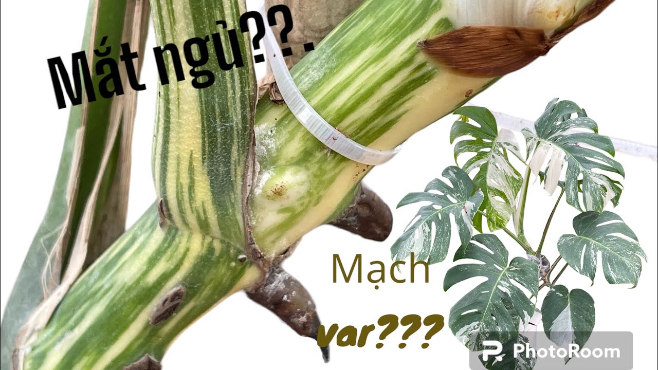 Mắt ngủ là gì, chồi là gì, mạch var là gì?. Cách để lựa chọn 1 cây monstera var đẹp 🪴