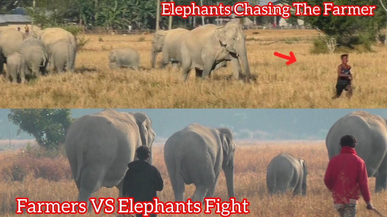 Elephants And Farmers Fight In The Fields #animals #wildlife #wildelephant #longvideo 🐘🐘