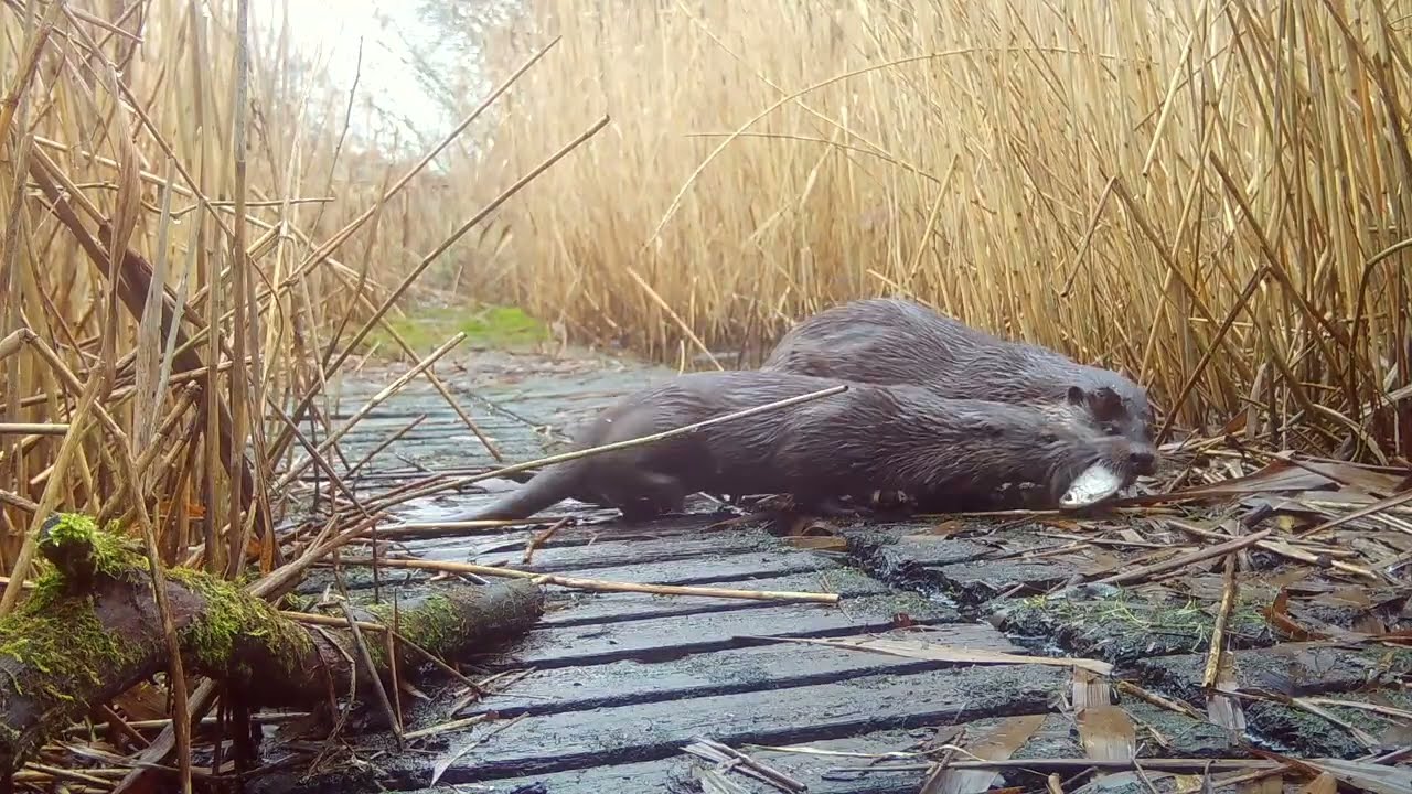 Otter cub gets breakfast