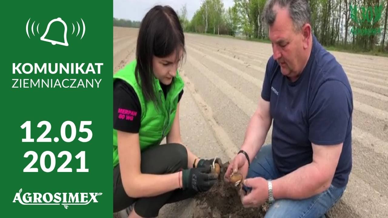 Odchwaszczanie ziemniaków – praktyczne wskazówki plantatora - komunikat ziemniaczany Agrosimex