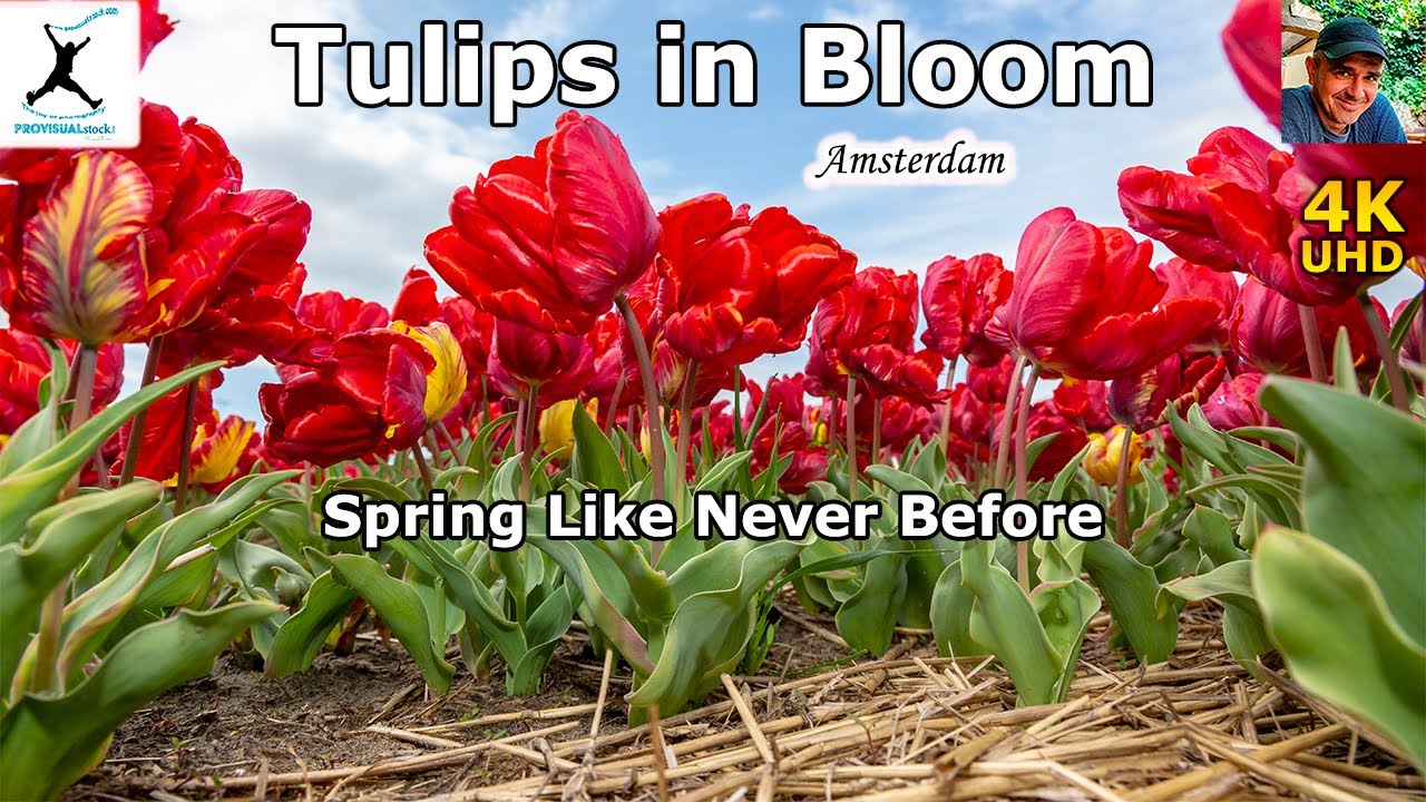 Tulips in Full Bloom – A Magical Dutch Spring Journey