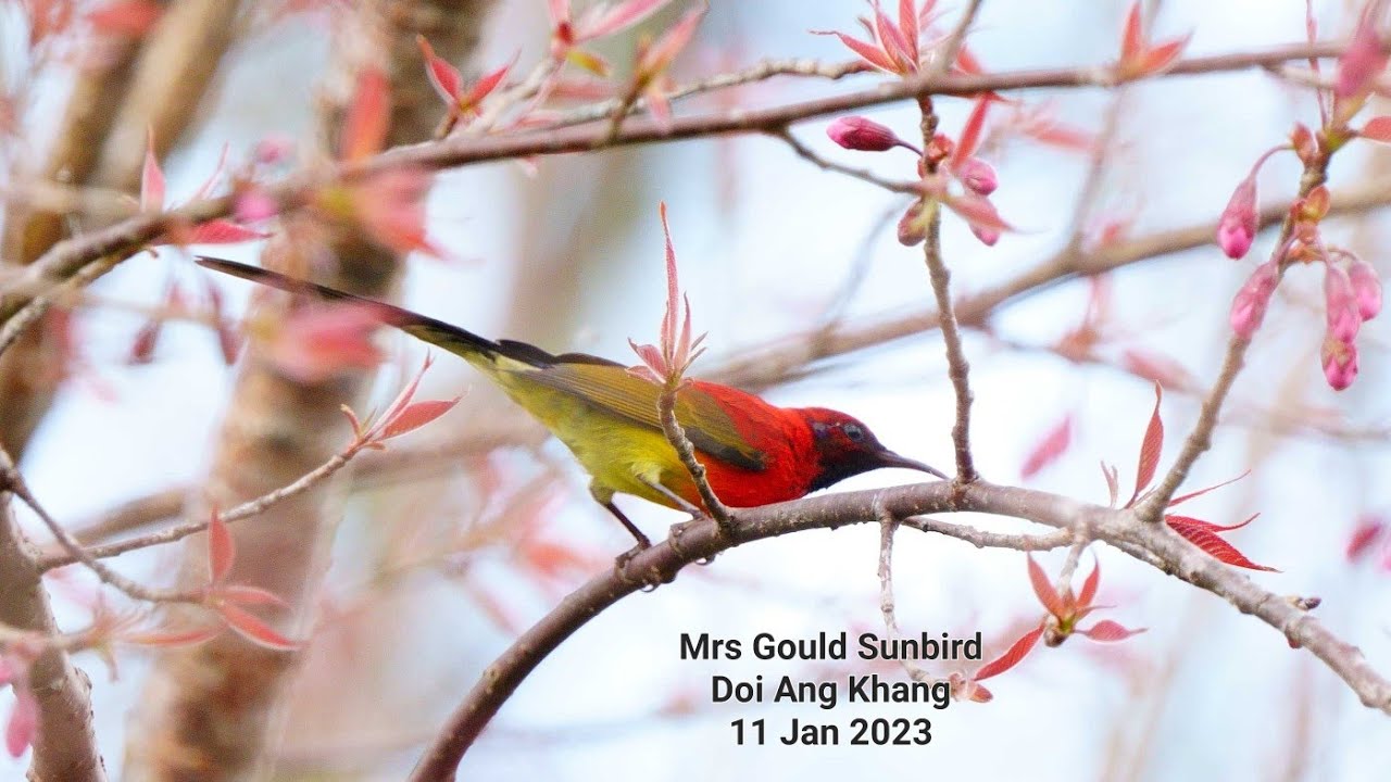 Birds of Chiangmai