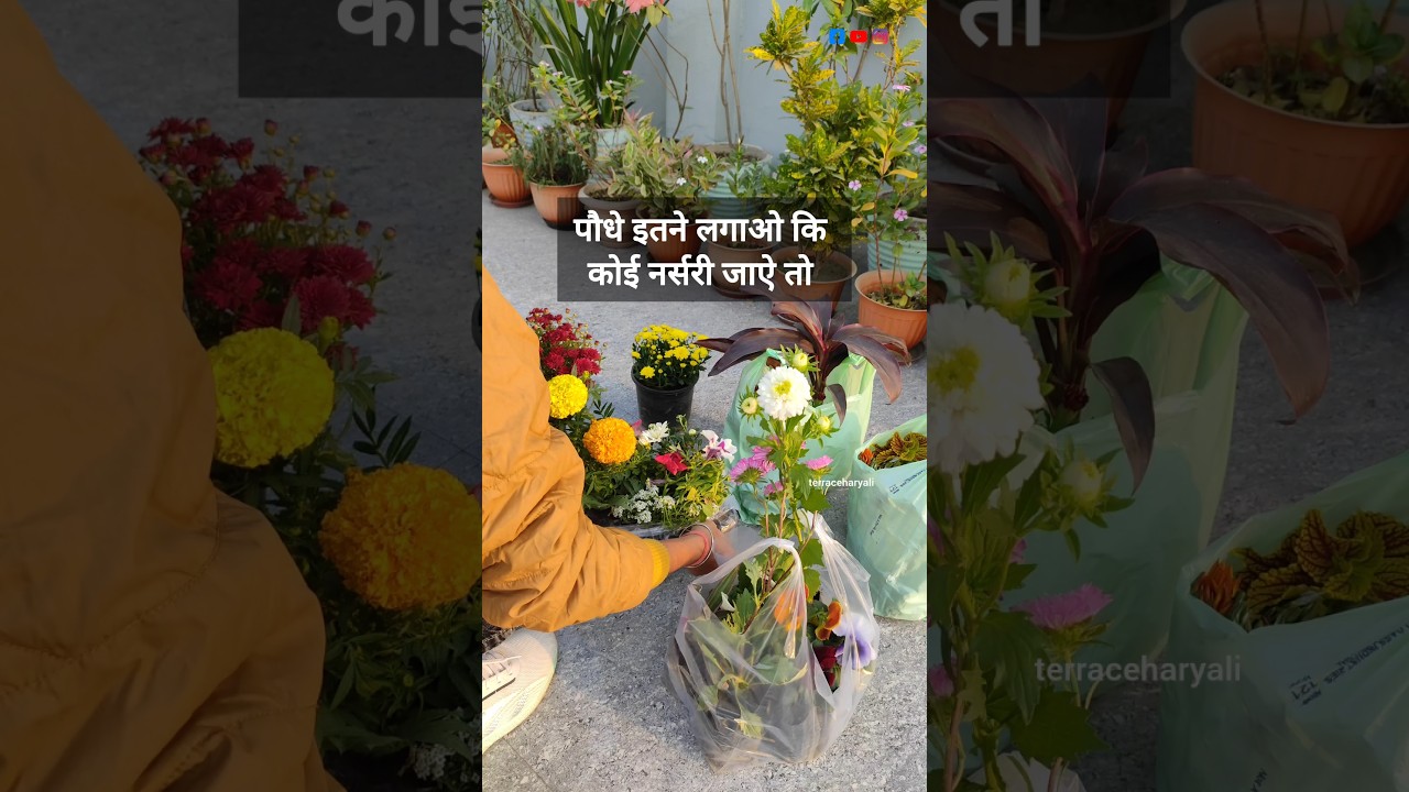 Logo ki Nursery planing🤭 #youtubeshorts #funnyvideo #flowers #plants #funnyshorts #garden #nursery