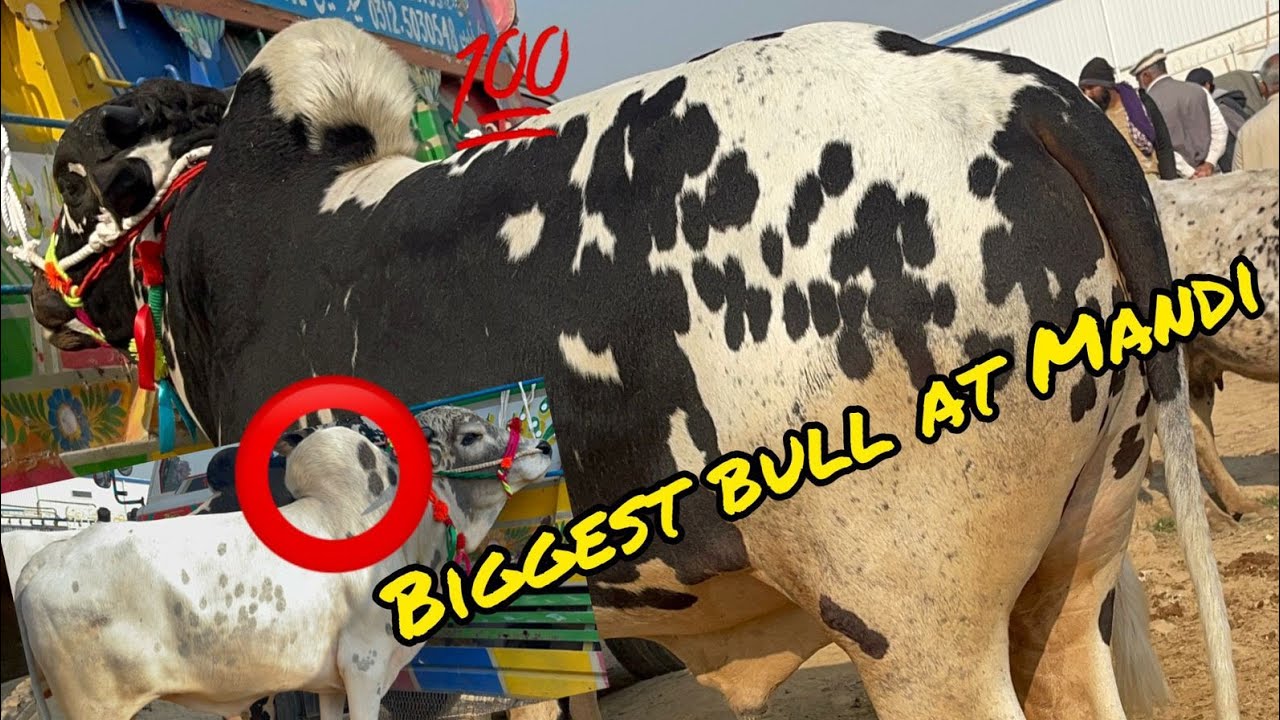 Biggest bull mandra mandi today ll domail mandi today ll jamil tv ll