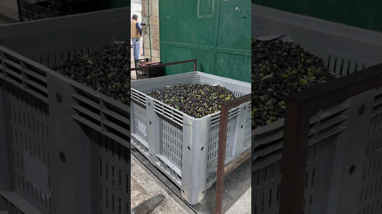 Let's go to the olive mill to make some oil! 🫒✨pt.1 #oliveharvest #olivemill #vlog #countrylife #...