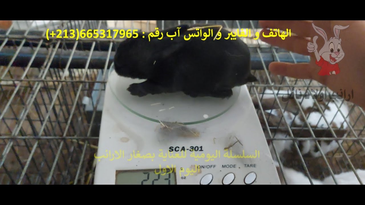 السلسلة اليومية للعناية بصغار الارانب . اليوم الاول