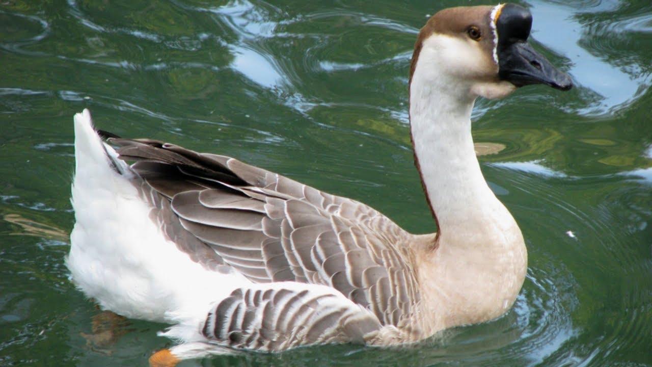 African Geese | Large Hardy Grazers