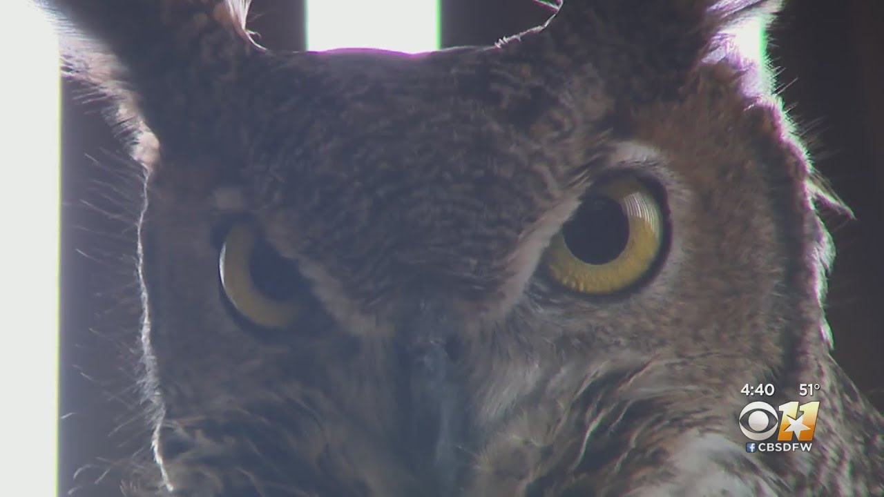 How to help the Blackland Prairie Raptor Center