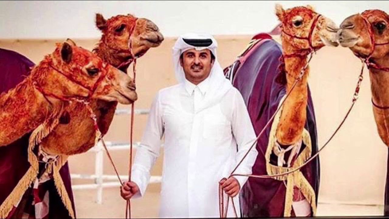 شيلة روحت كنه يتنهشها سباع اداء حمد الطويل