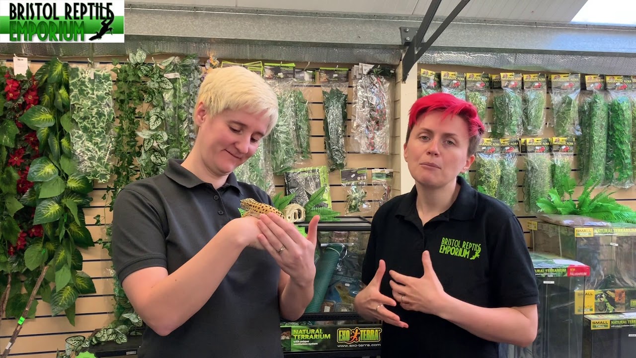 Leopard Gecko Care