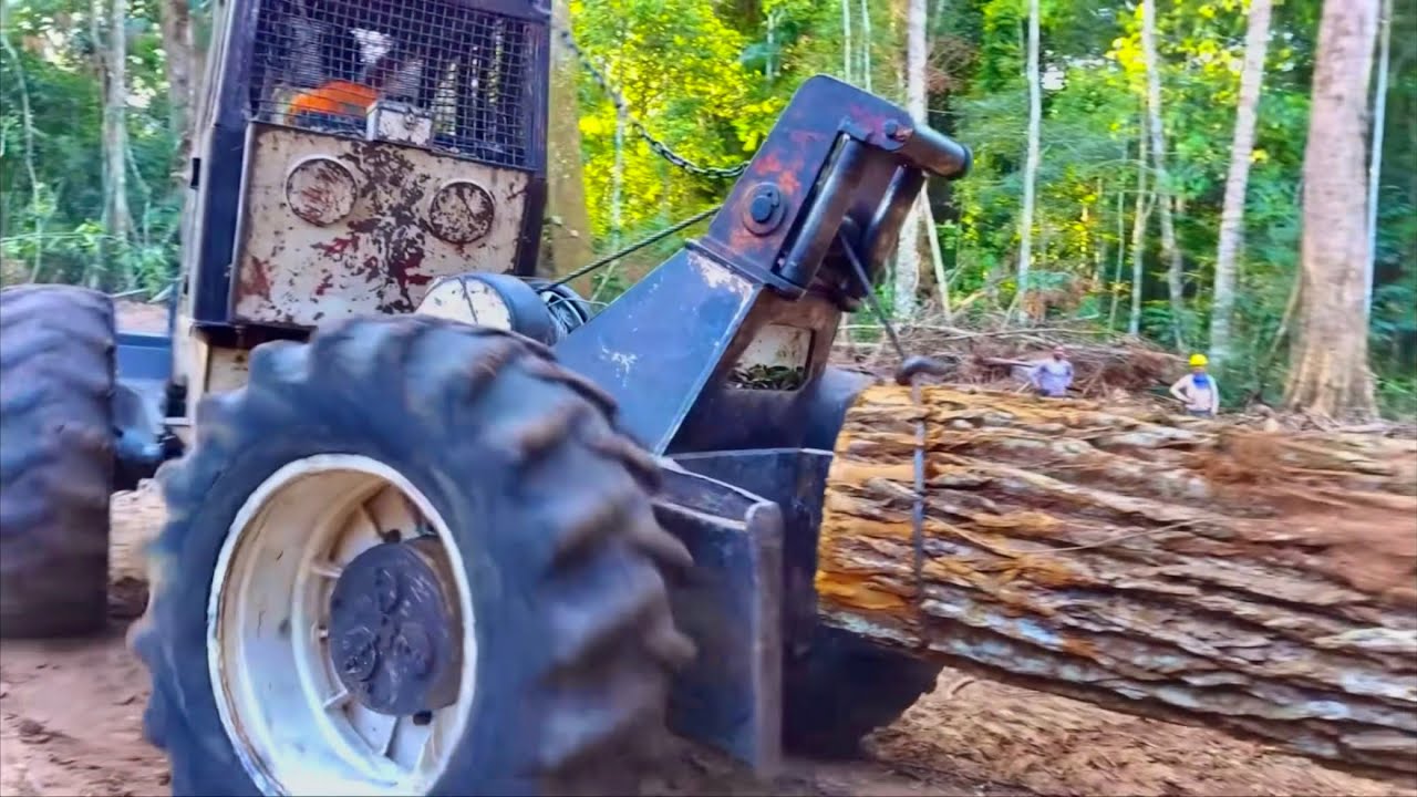 Skidder Ts22 puxando &aacute;rvore de Peroba Mica No manejo florestal 