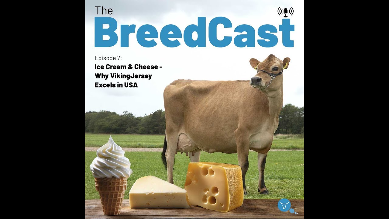 The BreedCast S3 E7: Ice Cream & Cheese - Why VikingJersey Excels in USA