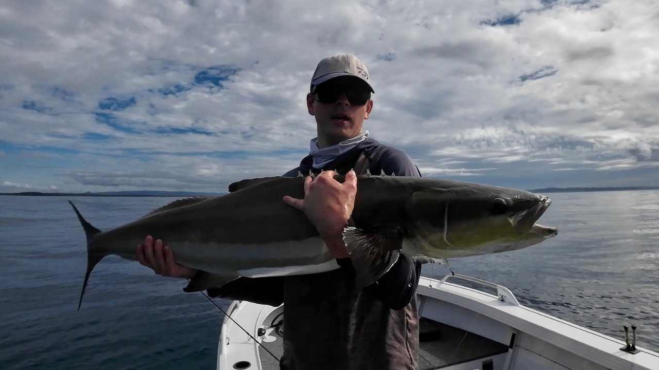 Monster Cobia Caught In Close, On The Sunshine Coast