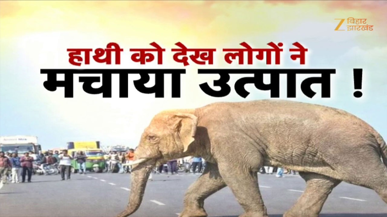 Wild Elephant in City: हाथी को देख लोगों ने मचाया उत्पात !