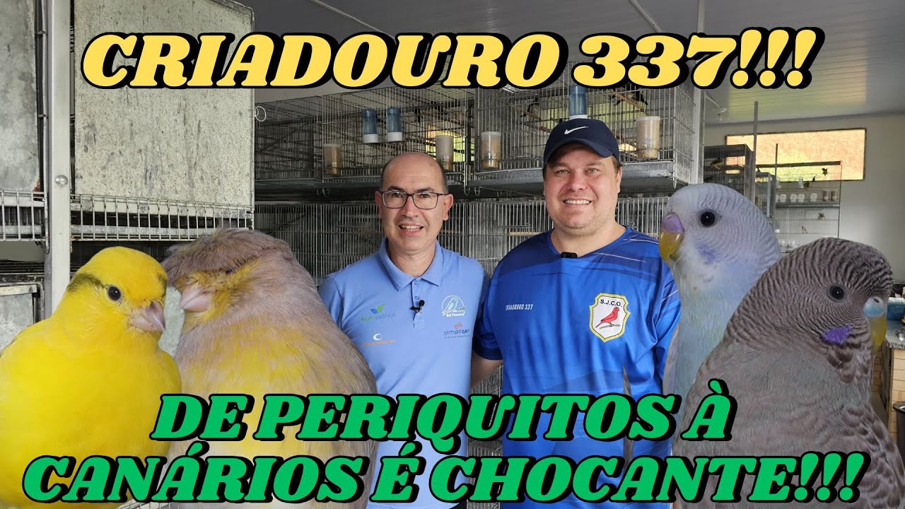 COMO É CRIAR JUNTO PERIQUITOS, FORPUS E CANÁRIOS? ISSO NO CRIADOURO 337!!!