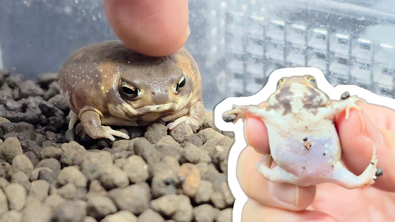 귀여움1티어 레인프록의 분양금액이 살벌한 이유는..??