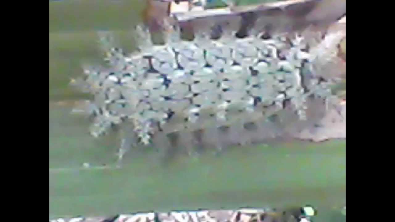 plagas de palma de aceite,