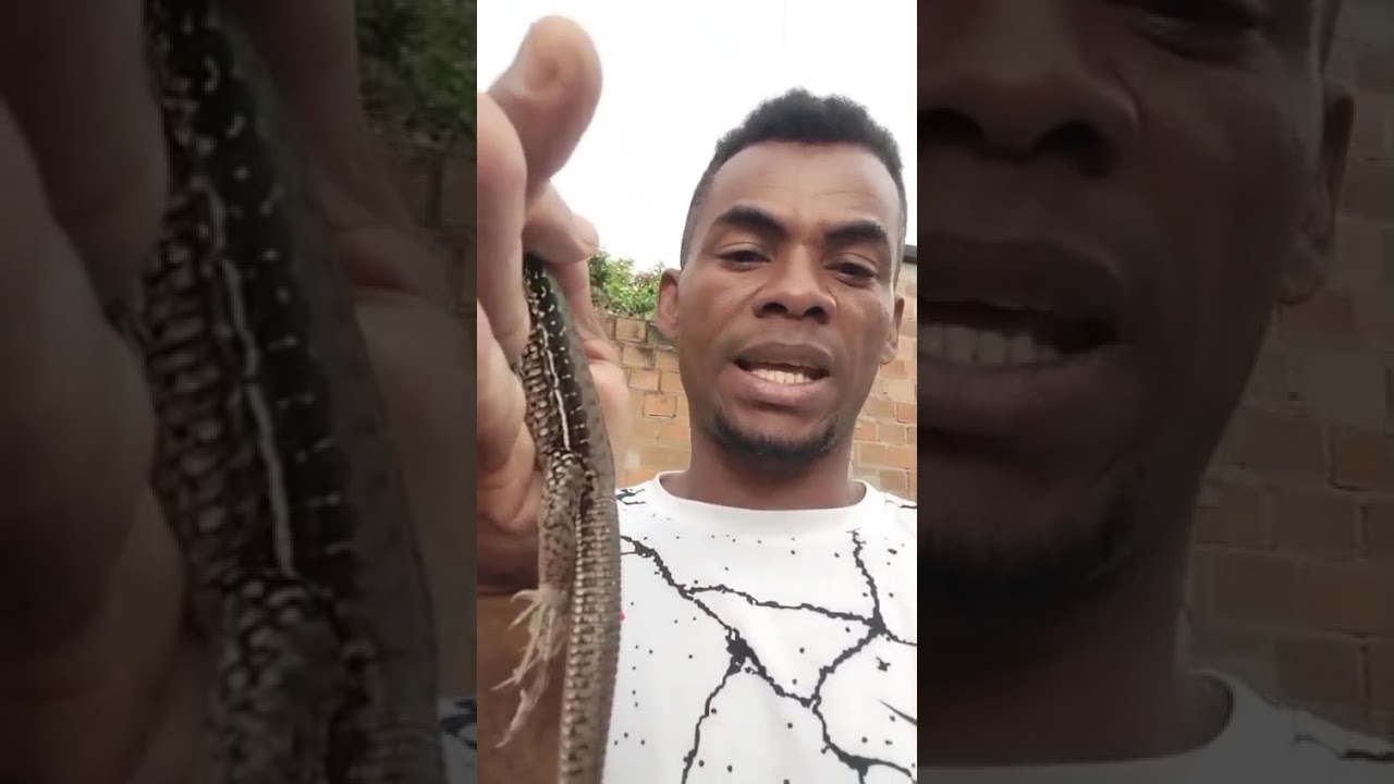 Calango do nordeste 
