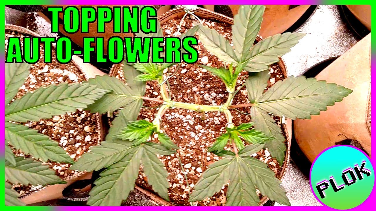 How Many Times Can You Top an Auto? - Auto Flower Experiment 2.0: Second Topping