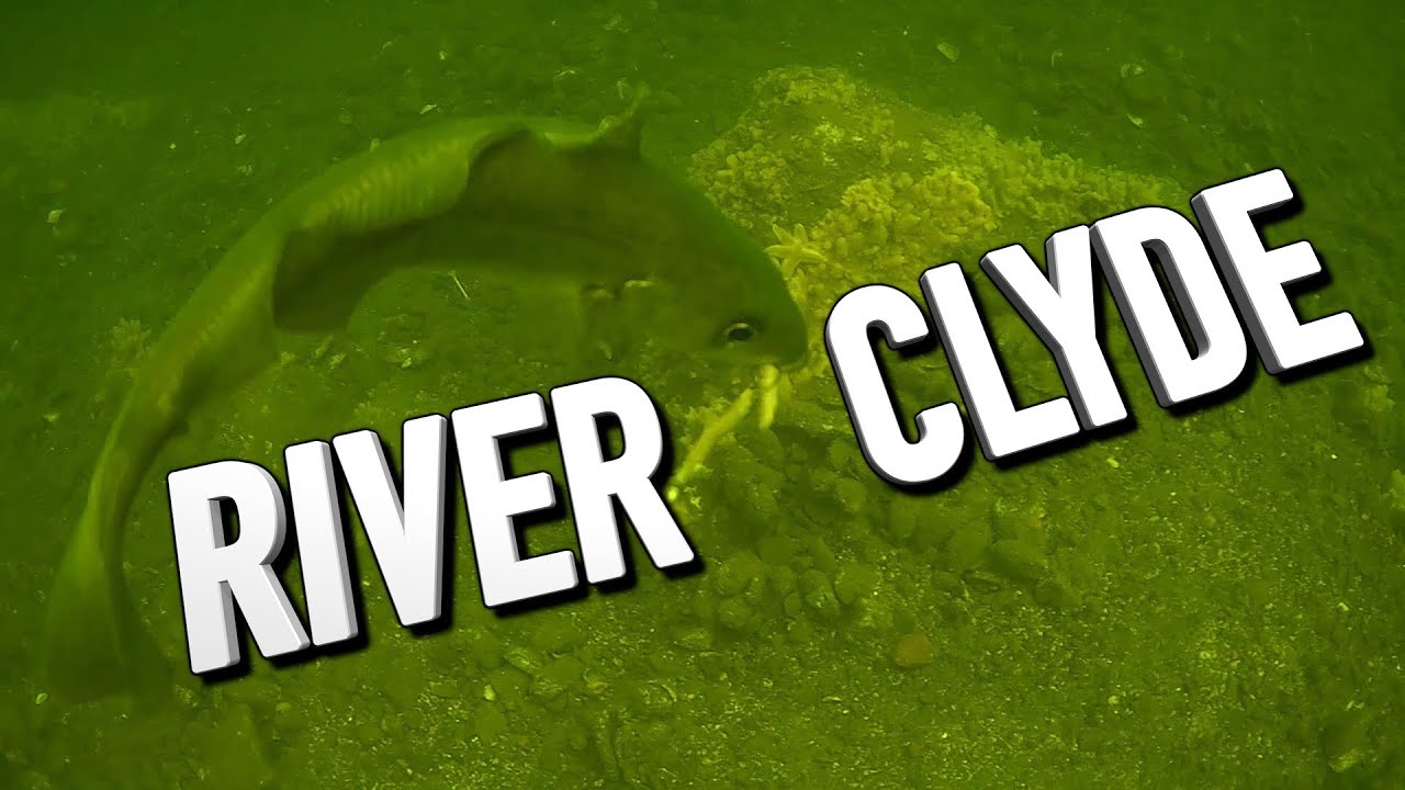 Fishing The River Clyde, MUST Watch This Underwater Video: CATCH MORE FISH!!