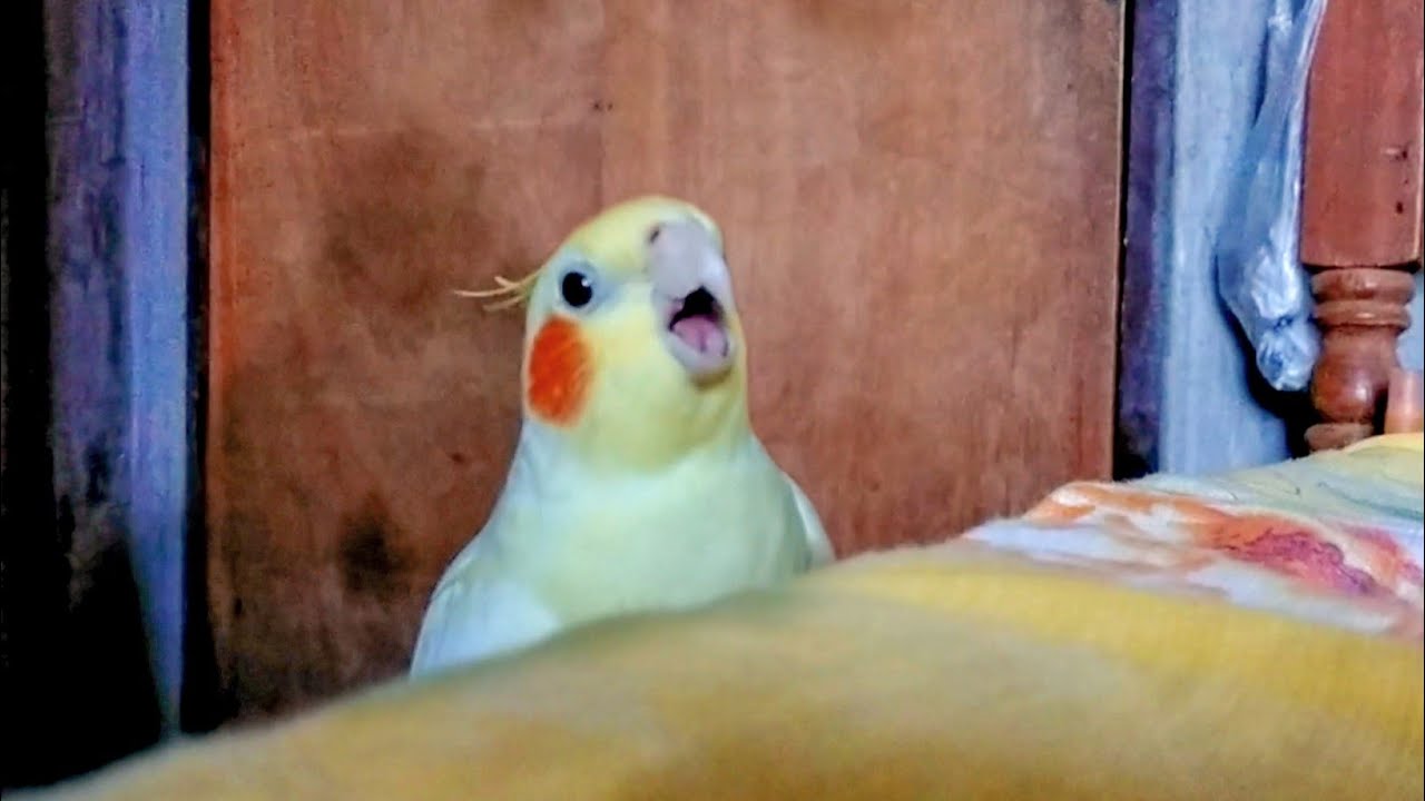 An Angry Dinosaur 🦕