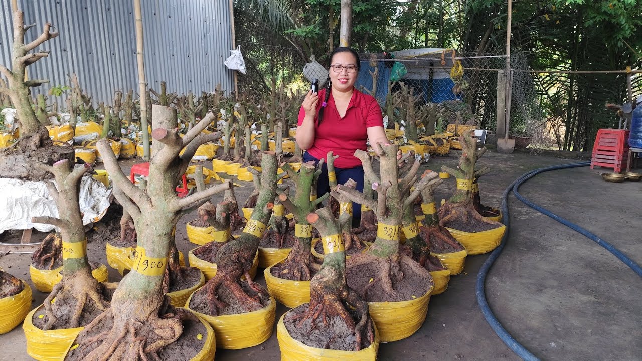 25/2 .Dung.0383519488 Gl lô mai vàng giảo hạt thủ đức giá yêu thương em Dung kính mời 
