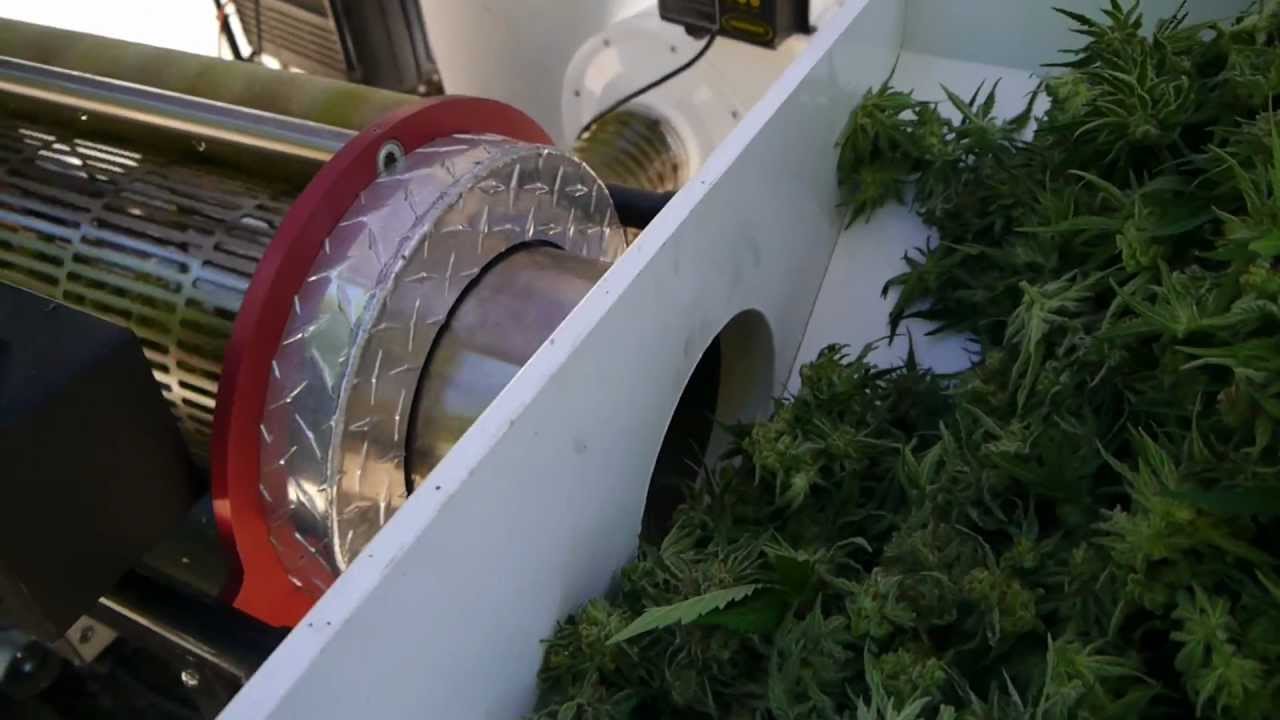 The Triminator Leaf Trimming Machine Trimming MMJ Buds