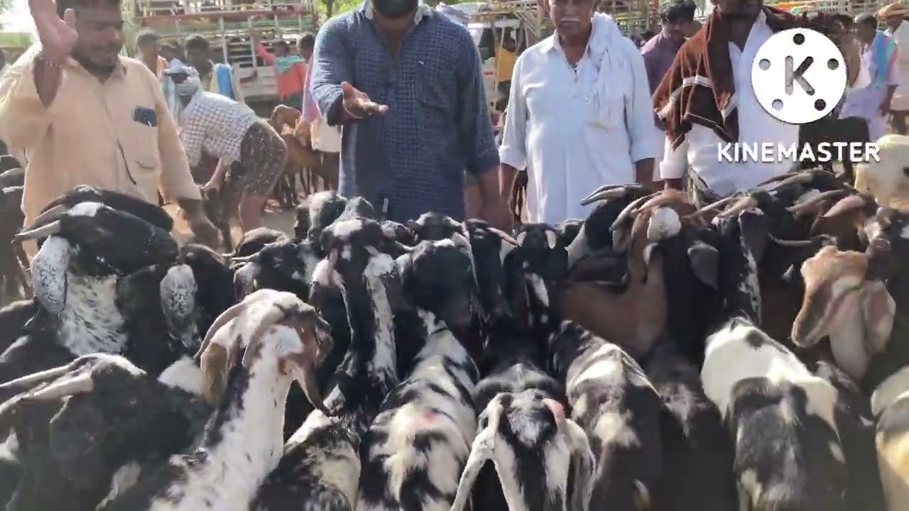 Kunta goat market  | Thursday got market
