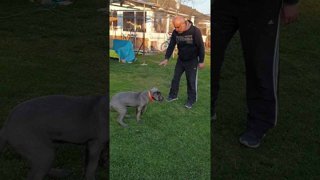 Cane corso eğitim video